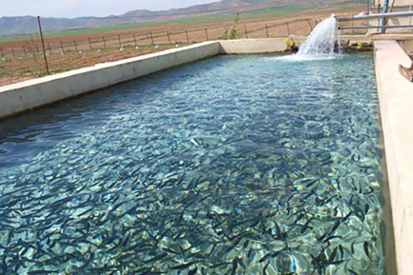 غذا‌ده اتوماتیک استخر ماهی